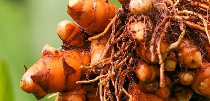 Turmeric Rhizome